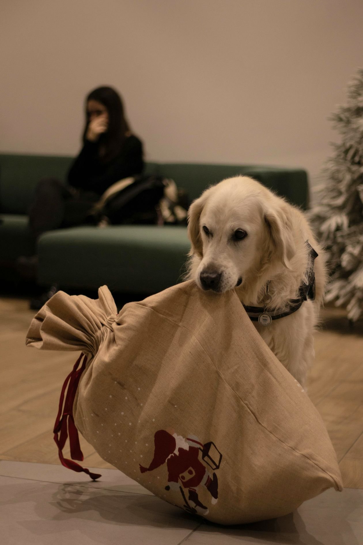 Christmas Gifts for Your Dog: The Complete UK Gift Guide Christmas Gifts for Your Dog: The Complete UK Gift Guide