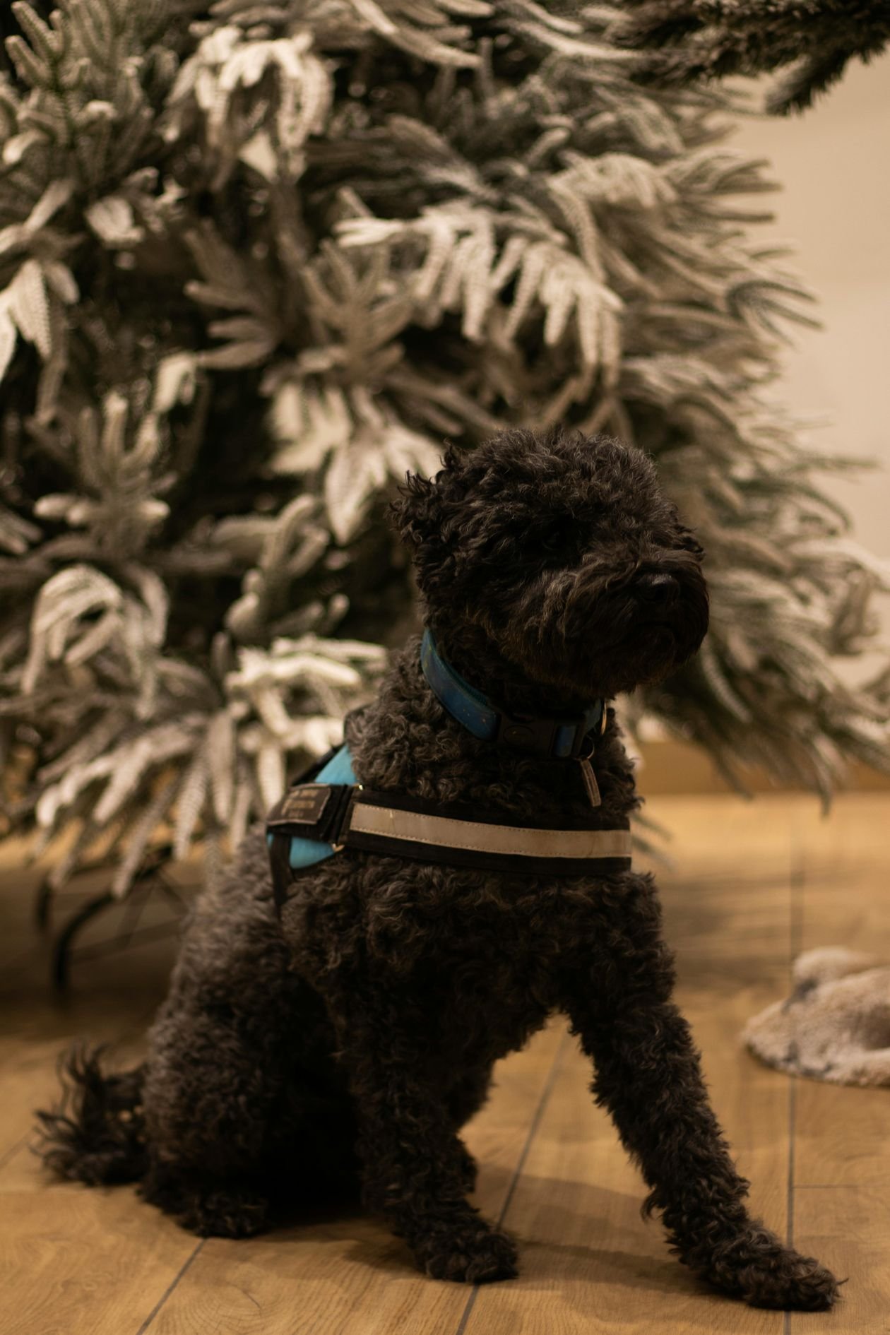 Black poodle sitting beside a frosted Christmas tree in a festive living room