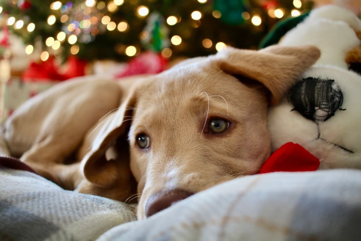 Cute puppy lying next to a plush toy in front of a twinkling Christmas tree